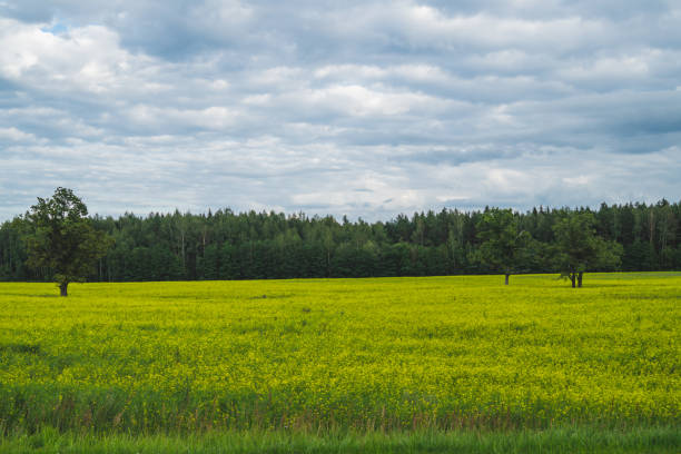 istock Green meadow with lonely trees and yellow plants 1182362036