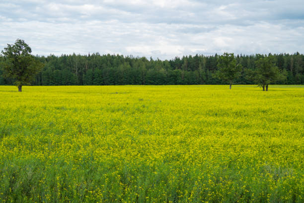 istock Green meadow with lonely trees and yellow plants 1182362062