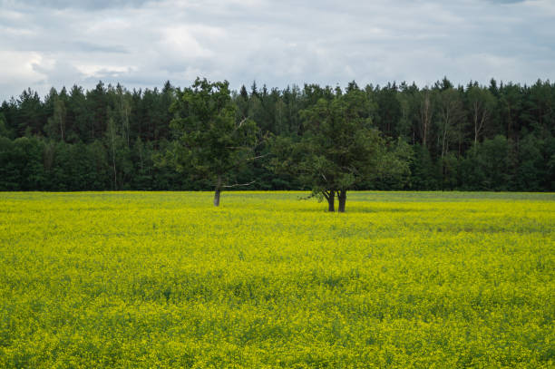 istock Green meadow with lonely trees and yellow plants 1182362079