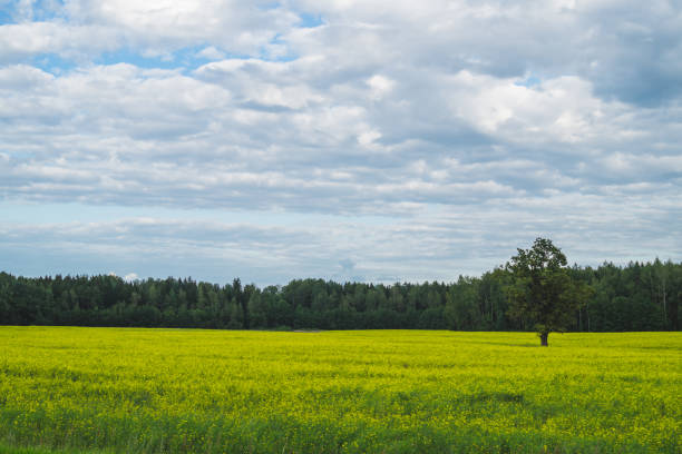istock Green meadow with lonely tree and yellow plants 1182362121
