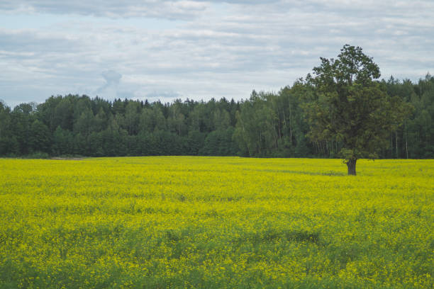 istock Green meadow with lonely tree and yellow plants 1182362161