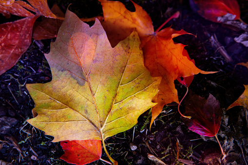 Autumn Leaves - Stock image