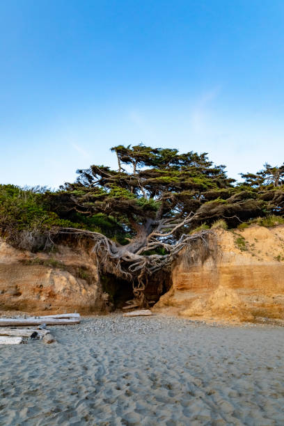 istock Tree of Life on Kalaloch Beach on Summer Sunset Vertical 1182363870
