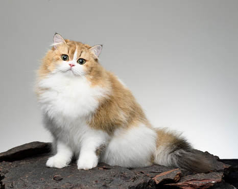 Persian Cat sitting on Black Volcanic stones