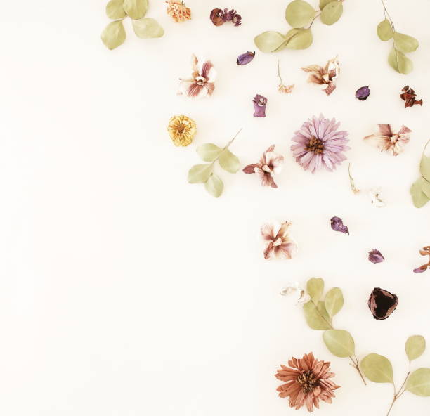 istock Flowers background. Composition from dried flowers and eucalyptus leaves pattern on white backdrop.Top view, flat lay. Copy space 1182364939