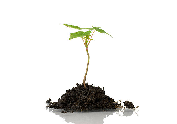 istock Young plant in dirt 118236507