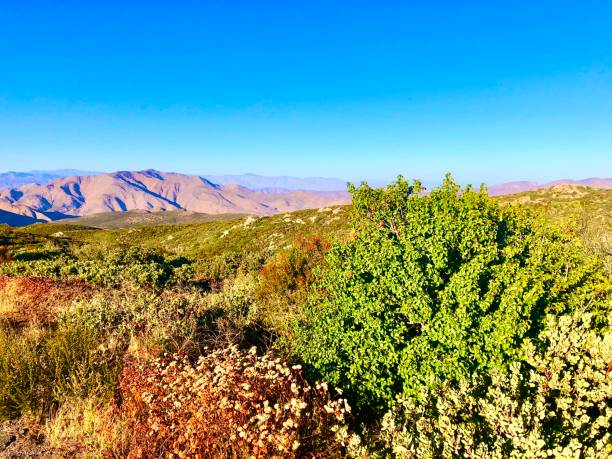 Desert bushes Desert bushes, Mt. Laguna anza borrego desert state park stock pictures, royalty-free photos & images