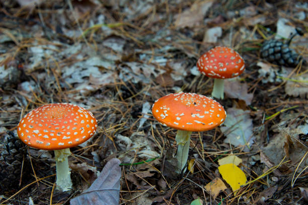 istock fly agaric (toadstool) in brandenburg forest 1182367081