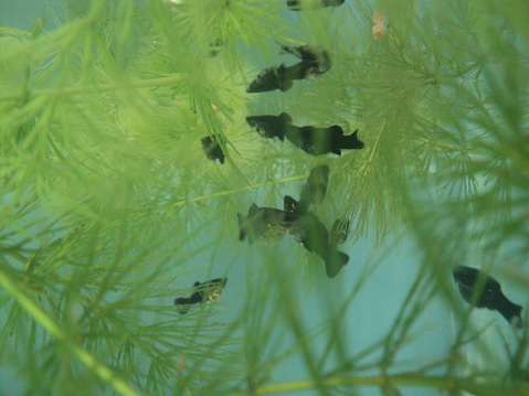 black moly fish in an aquarium with plants