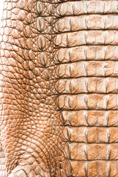 istock Crocodile skin texture 1182369591