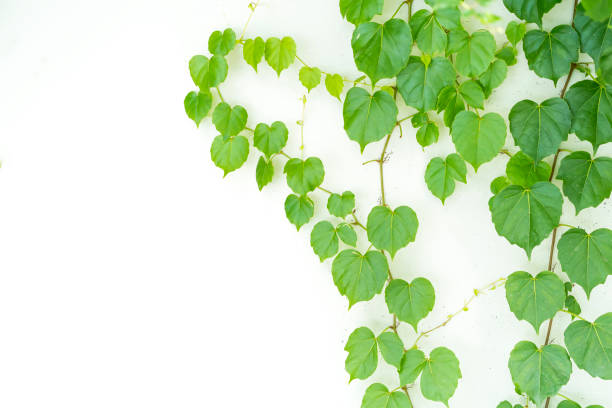 istock ivy leaves isolated on white 1182369610