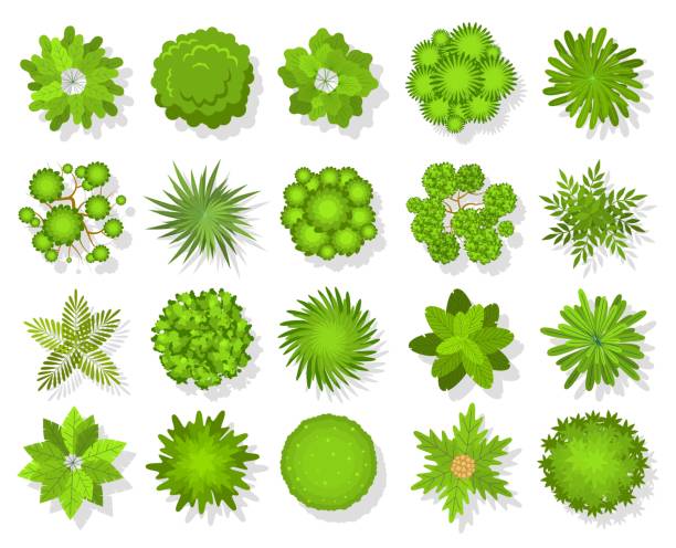 widok z góry drzew i krzewów. elementy krajobrazu lotniczego. las i tropikalne drzewo, ikony zielonego parku bush wygląd z góry zestaw wektorowy - treetop stock illustrations