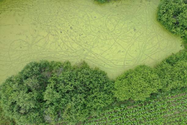 istock Aerial top down drone view on green duck weed floating on swamp surface surrounded by trees and bush. 1182369901