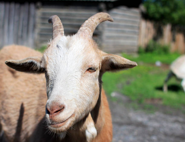 istock Goat portrait on a green summer meadow background 1182370681