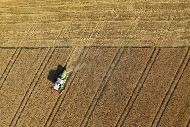 istock Aerial drone top down view on harvester cutting wheat field making dust cloud. 1182372625