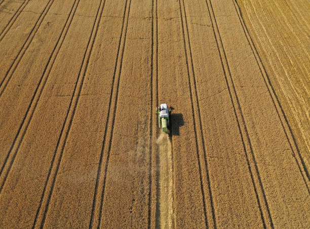 istock Aerial drone perspective view on harvester cutting wheat field making dust cloud. 1182372661