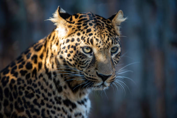istock Close up portrait of leopard (Panthera pardus) 1182373555