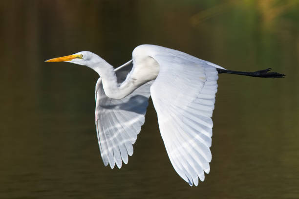gran garceta con un poco de iluminación trasera - wading snowy egret egret bird fotografías e imágenes de stock