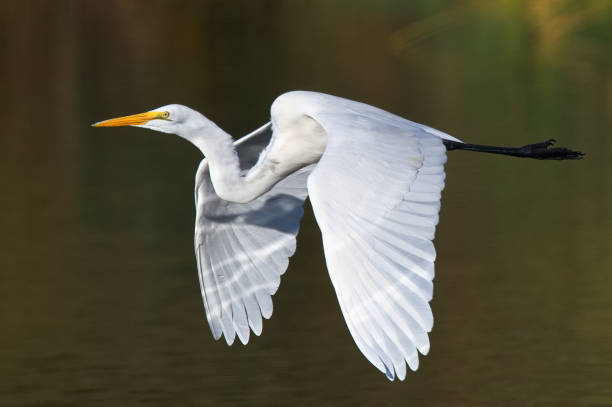 ottima garzetta con un po 'di illuminazione posteriore - wading snowy egret egret bird foto e immagini stock