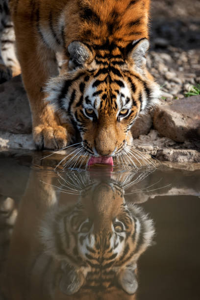 istock Tiger male drinking water 1182373585