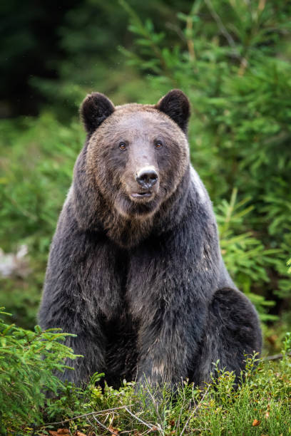 istock Brown bear in autumn forest 1182373595
