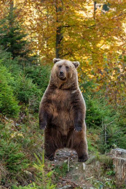 istock Brown bear in autumn forest 1182373647