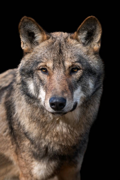 istock Close up portrait of a grey wolf (Canis Lupus) 1182373656