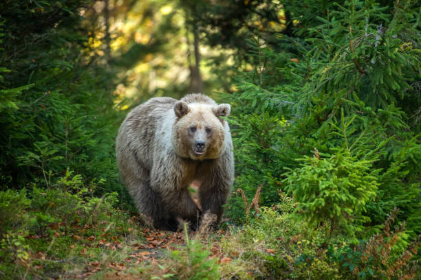 istock Brown bear in autumn forest 1182373657