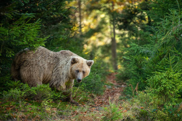 istock Brown bear in autumn forest 1182373674