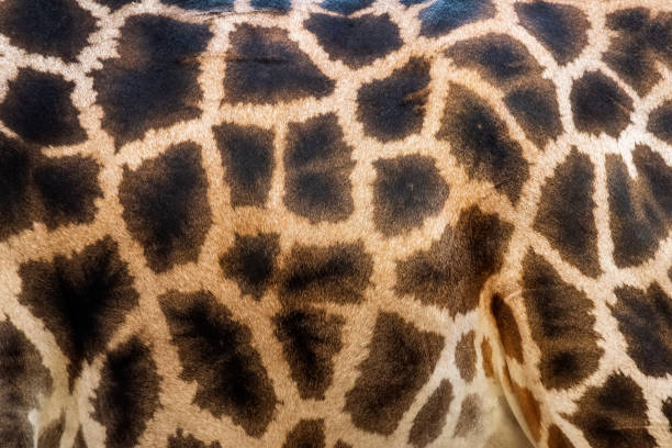 istock Closeup of a giraffe skin pattern 1182373686