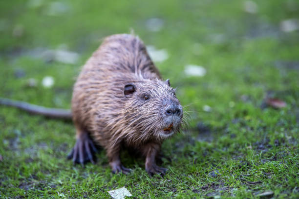 istock Young coypu (Myocastor coypus) in grass on river 1182373704