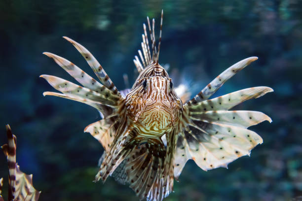 istock Beautiful lion fish hovering in mid water hunting for small prey in blue water 1182373708