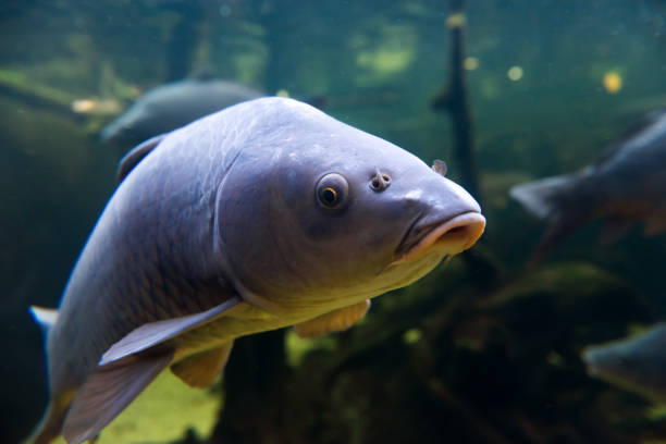 istock Freshwater fish carp (Cyprinus carpio) in the pond 1182373725