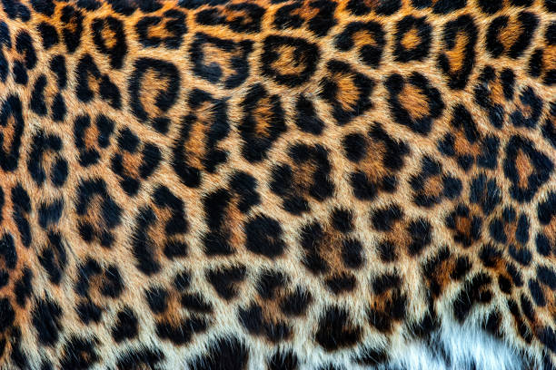 istock Real skin texture of Leopard 1182373727