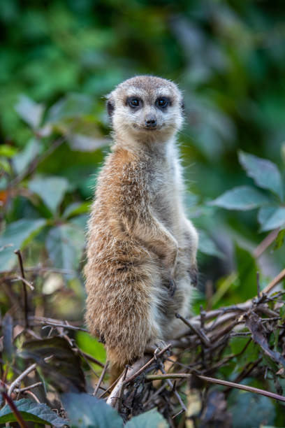 istock Close up surricate meerkats standing 1182373733