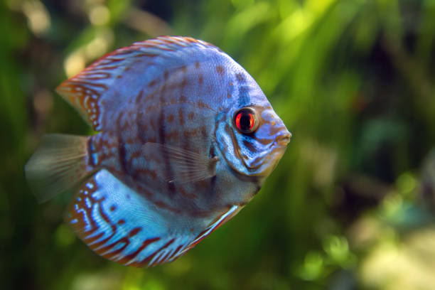 istock Discus in an aquarium on a green background 1182373734