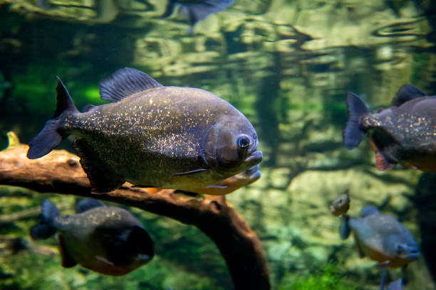 istock Piranha fishes in a natural environment 1182373746