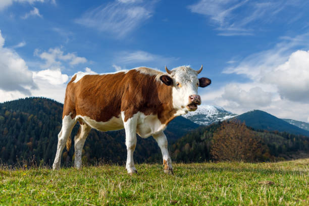 istock Brown cow on pasture in mountains 1182373753