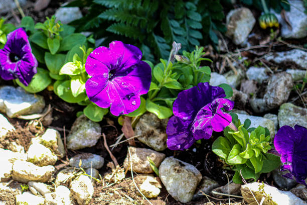 Purple flowers growing in stones