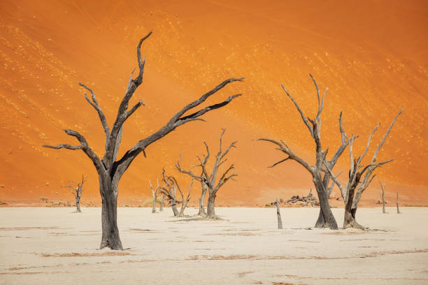 Black Desert Trees Namibia Dead Vlei Desert Salt Pan Dead black trees in the desert landscape in front of huge orange sand dune. Surreal scenic desert unreal landscape. Sossusvlei, Dead Vlei, Namib Desert, Namibia, Africa. namib sand sea stock pictures, royalty-free photos & images