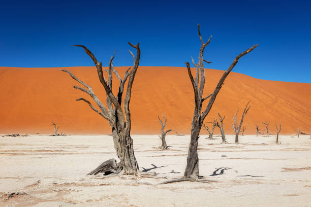 Namibia Dead Vlei Namib Desert Trees Namibia Surreal black dead old camelthorn trees in dry desert salt pan landscape. Scenic desert landscape. Sossusvlei, Dead Vlei, Namib Desert, Namibia, Africa. namib sand sea stock pictures, royalty-free photos & images