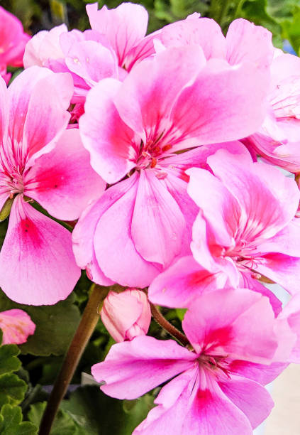 istock Pink Flowers in Bloom 1182374748