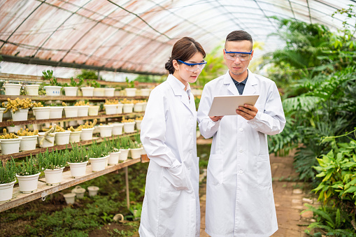 Asian scientists using a digital tablet in a greenhouse.