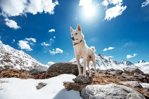 White siberian husky or eskimo dog stands on a rock against mountains