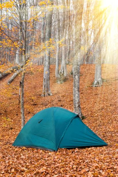 istock touristic tent in a forest 1182380845