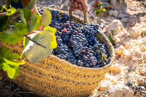Grape harvest traditional bucket with wine red grapes in Mediterranean vineyard