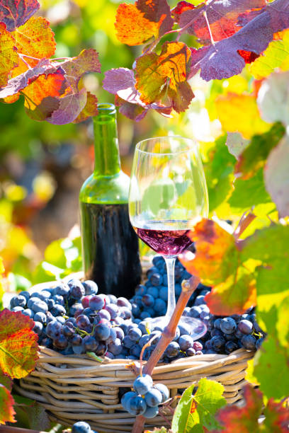 istock grape harvest bucket with red wine bottle and wine glass 1182380980