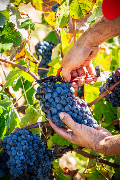 istock Wine grape picker in red wine grape harvest 1182381119