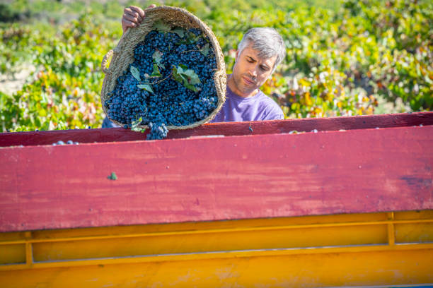 Wine picker empties bucket of wine grapes into tractor Wine picker empties bucket of wine grapes into tractor in grapes harvest vineyards wine producer stock pictures, royalty-free photos & images