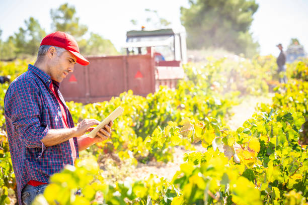 winemaker proprietario vigneto con tablet pc controllo qualità - ipad farmer agronomy pc foto e immagini stock